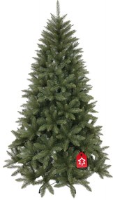 Molid Caucazian 2D 210 cm