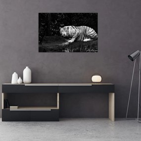 Tablou - Tigru alb, alb-negru (90x60 cm)