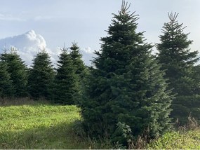 Brad natural de Craciun nordmann TOP QUALITY Special Edition 450-500 cm