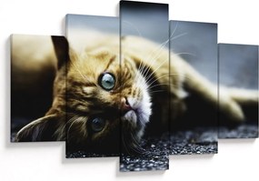 Tablou cu pisica (150x105 cm)