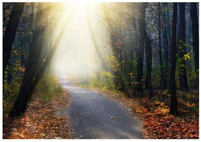 Fototapet - Road through the Forest