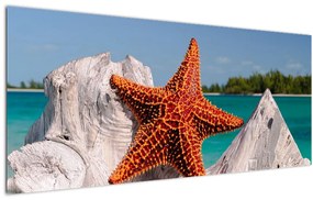 Tablou cu stea de mare (120x50 cm)