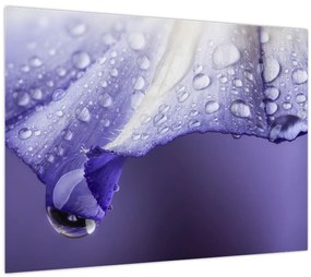 Tablou pe sticlă - Petală cu picături (70x50 cm)