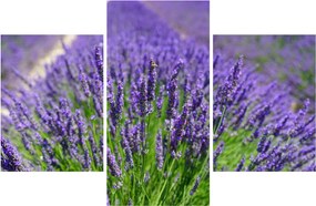 Tablou - lavanda (90x60 cm)