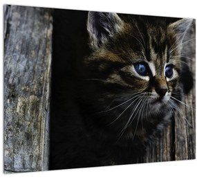 Tablou pe sticlă cu pisicuța (70x50 cm)