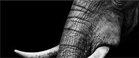Tablou - Colți de elefant (120x50 cm)