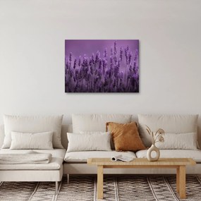 Tablou - Lavanda (70x50 cm)