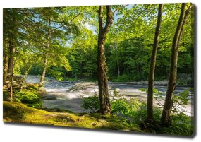 Print pe canvas Râul în pădure