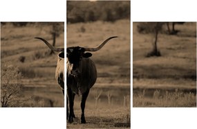 Tablou - Vacă din Texas (90x60 cm)