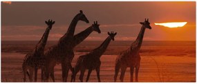 Tablou - Girafe în savana africană (120x50 cm)
