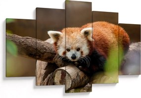Tablou cu panda roșie (150x105 cm)