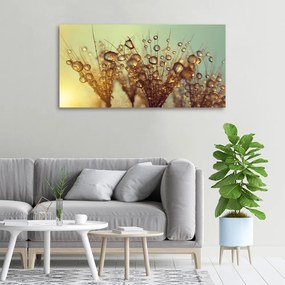 Tablou pe pânză canvas Semințe de papadie