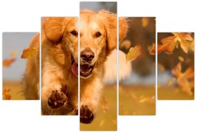 Tablou - Golden Retriever (150x105 cm)