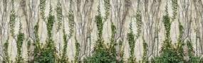 Fototapet, Climbing Ivy, Rebel Walls