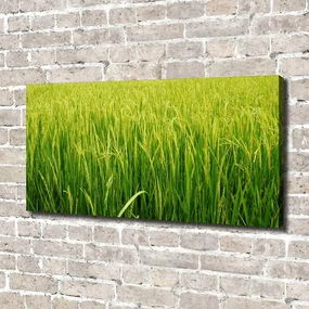 Tablou canvas Câmp de orez