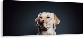 Tablou cu labrador (120x50 cm)