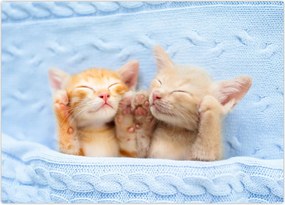 Tablou - Pisicuțe adormite (70x50 cm)