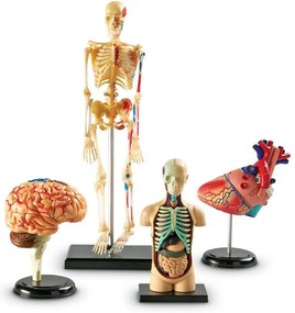 SET MACHETE - ANATOMIE - LEARNING RESOURCES (LER3338)