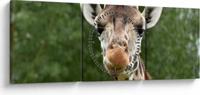 Tablou cu girafa (cu ceas) (90x30 cm)