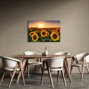 Tablou - Floarea soarelui (90x60 cm)