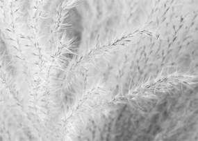 Tablou pe sticlă - Iarbă de pampas N⁰1 (70x50 cm)