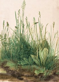 Reproducere The Great Piece of Turf (1503), Albrecht Dürer