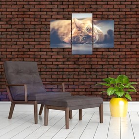 Tablou - Pisici pe podea (90x60 cm)