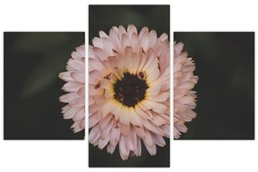 Tablou cu floare portocalie (90x60 cm)