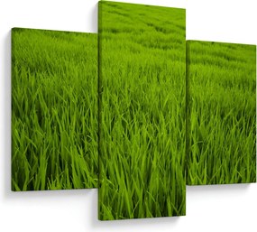 Tablou cu iaraba (90x60 cm)