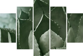 Tablou - Agave verde (150x105 cm)