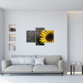 Tablou - Floare de floarea soarelui (90x60 cm)