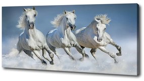 Tablou pe pânză canvas Galopantă cai
