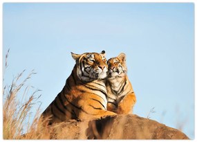 Tablou pe sticlă - Tigroaica cu pui (70x50 cm)