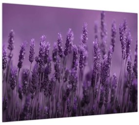 Tablou pe sticlă - Lavanda (70x50 cm)
