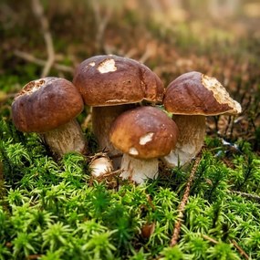 Přírodna zs Rasad de ciuperci de pădure