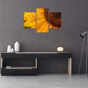 Tablou - Floarea-soarelui (90x60 cm)