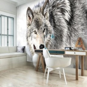 Fototapet - Lup (152,5x104 cm)