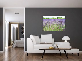 Tablou - Lavandă în câmp (90x60 cm)