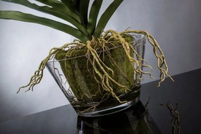 Aranjament floral mediu design LUX VANDA CLUMP