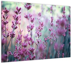 Tablou pe sticlă - Lavandă (70x50 cm)