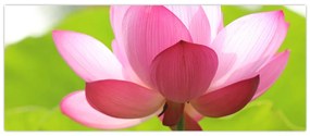 Tablou cu flori de lotus (120x50 cm)