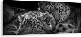 Tablou - Gheparzi care se odihnesc (120x50 cm)
