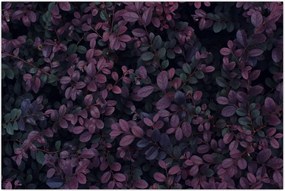 Tabou - Frunze roșu închis (90x60 cm)