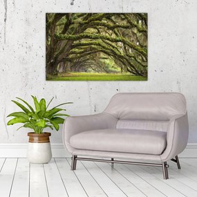 Tablou - Oaks Avenue, Charleston, Carolina de Sud, SUA (90x60 cm)