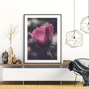 Poster - Floarea de trandafir (A4)