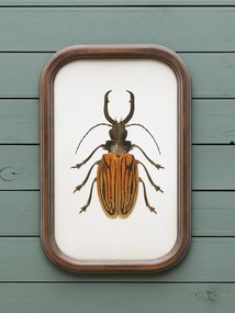 Set 9 tablouri cu insecte, cu rama din lemn de pin, Insects