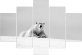 Tablou - Urs polar,alb-negru (150x105 cm)