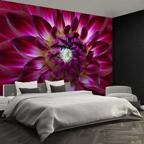 Fototapet Aster Purple
