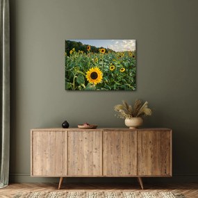 Tablou - Câmpul de floarea-soarelui II. (70x50 cm)
