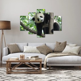 Tablou - Panda in copac (150x105 cm)